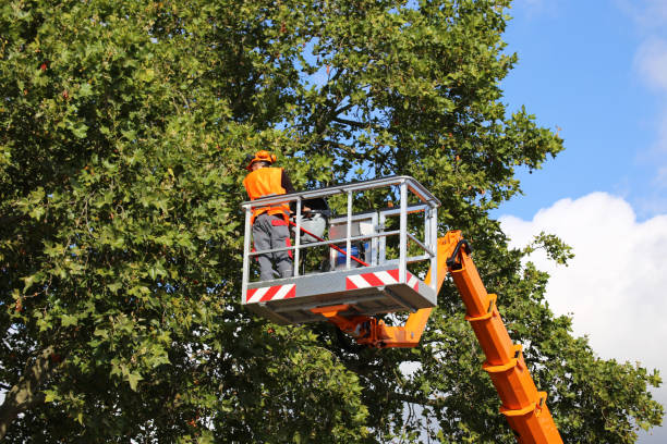 Best Tree Cabling and Bracing  in Plafield, IN