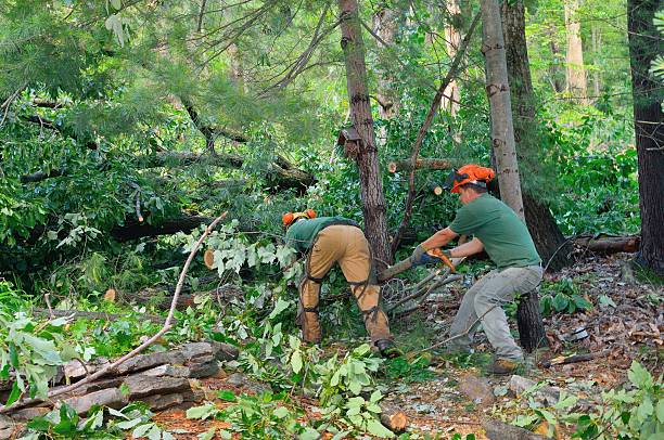 Best Tree Mulching  in Plafield, IN